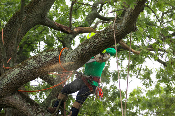 Best Tree and Shrub Care  in USA